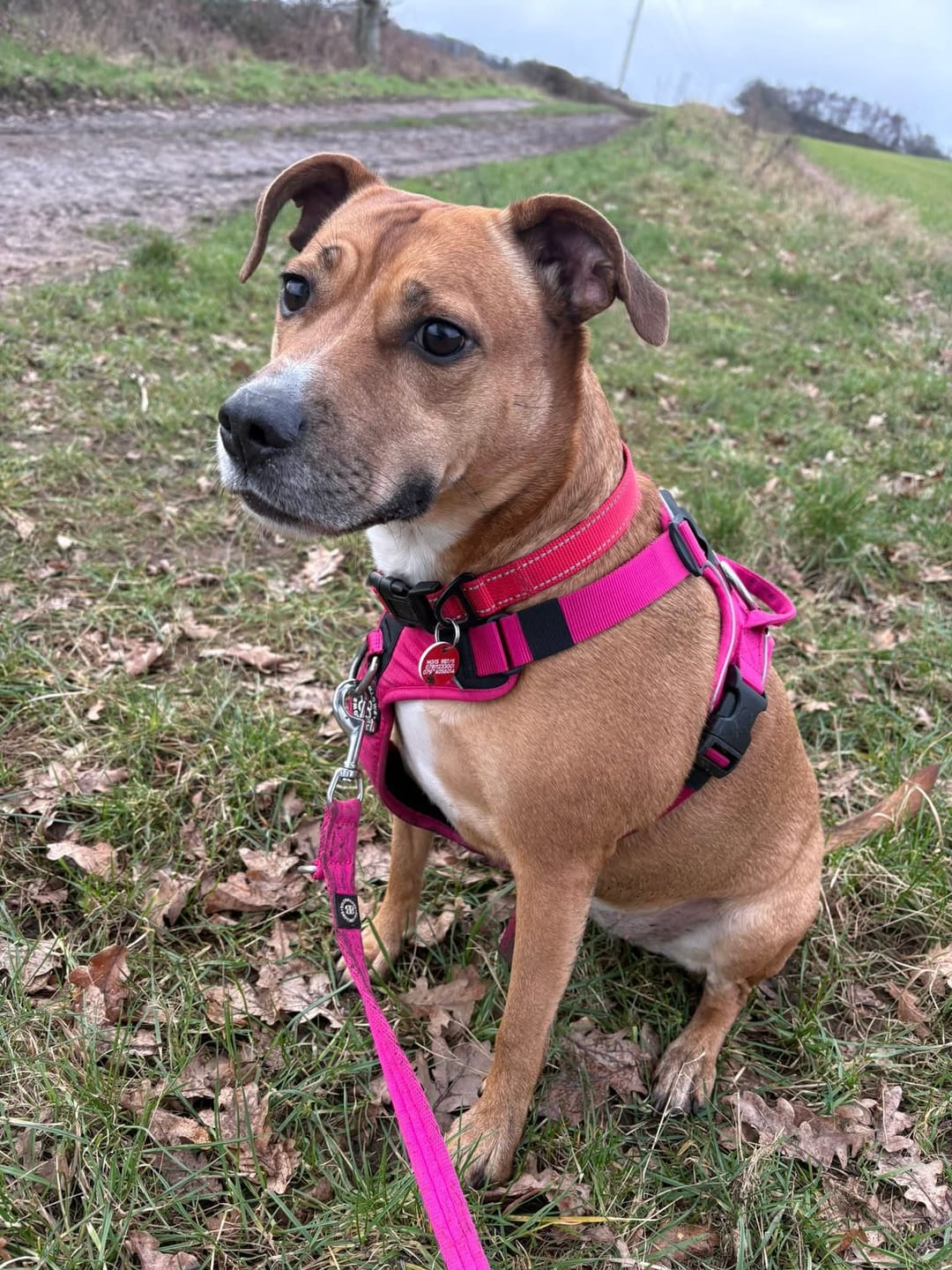 Customer photo review of Anti Pull Hurricane Harness Lighter | With Handle - Carminerose