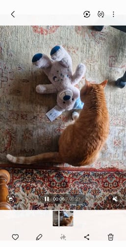 Le chat roux du client vu de dos, allongé sur un tapis à côté d'un jouet en peluche, nourri aux croquettes poulet.