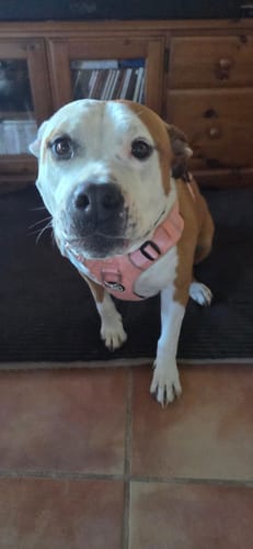 Customer photo review of Air Harness | Anti-Pull & With Handle - Pink