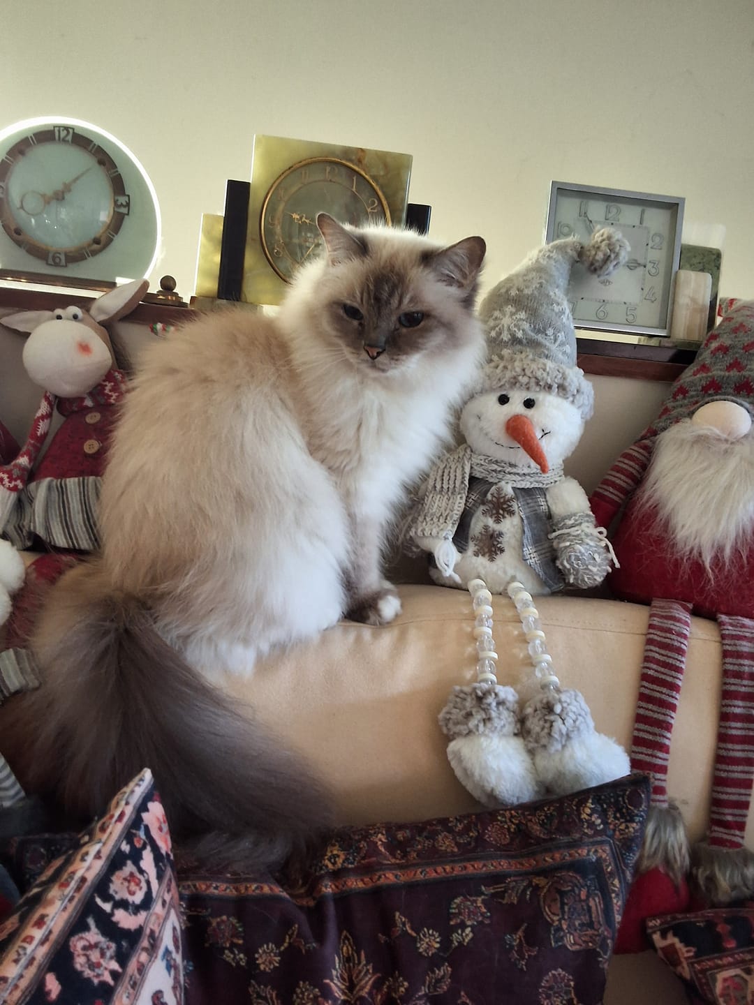 Customer photo review of NexGard SPECTRA for Large Cats 2.5-7.4kg