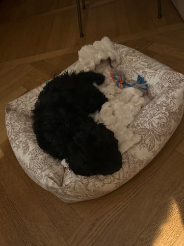 Customer photo review of Divanetto Panama Premium Toile de Jouy Beige Naturale