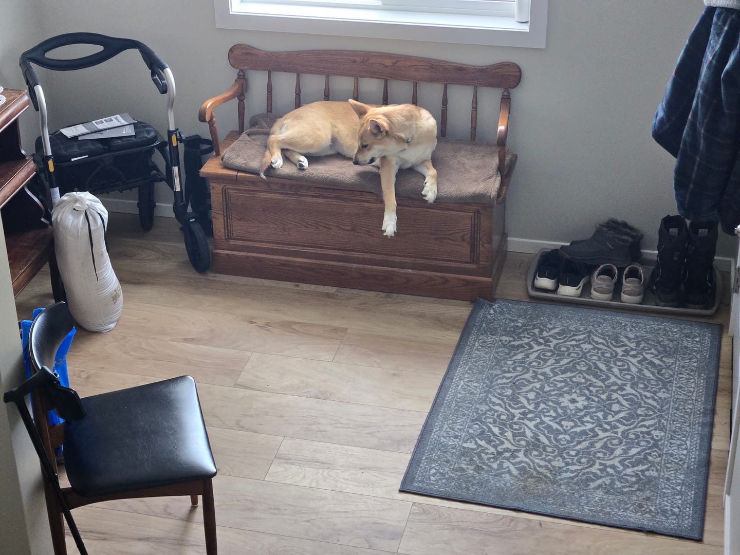 Customer photo review of 6 Inch Standard Braided Bully Stick