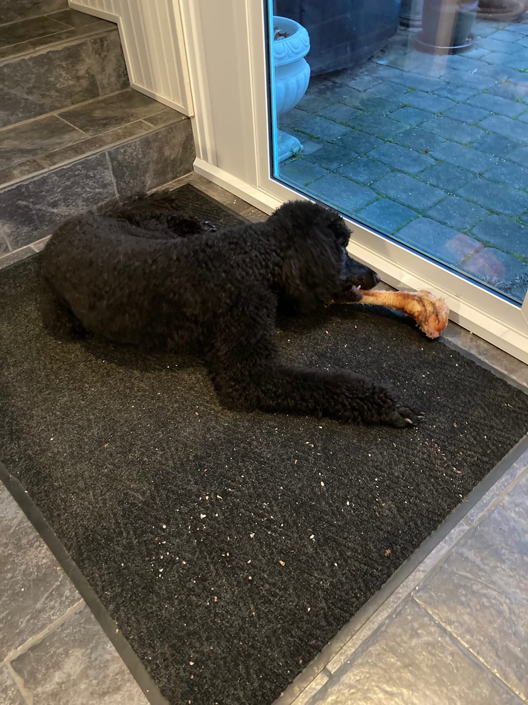 Customer photo review of Ostrich Hip Bone (12" x 5"x 3”): The Durable, Flavor-Packed Chew for Medium & Large Dogs