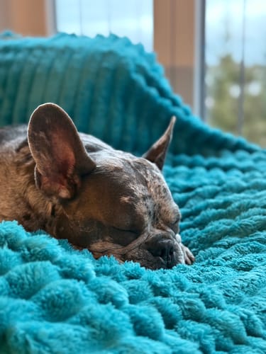 Ein Kunde zeigt seine französische Bulldogge, die nach der Einnahme von Happy Tummy entspannt auf einer Decke schläft.