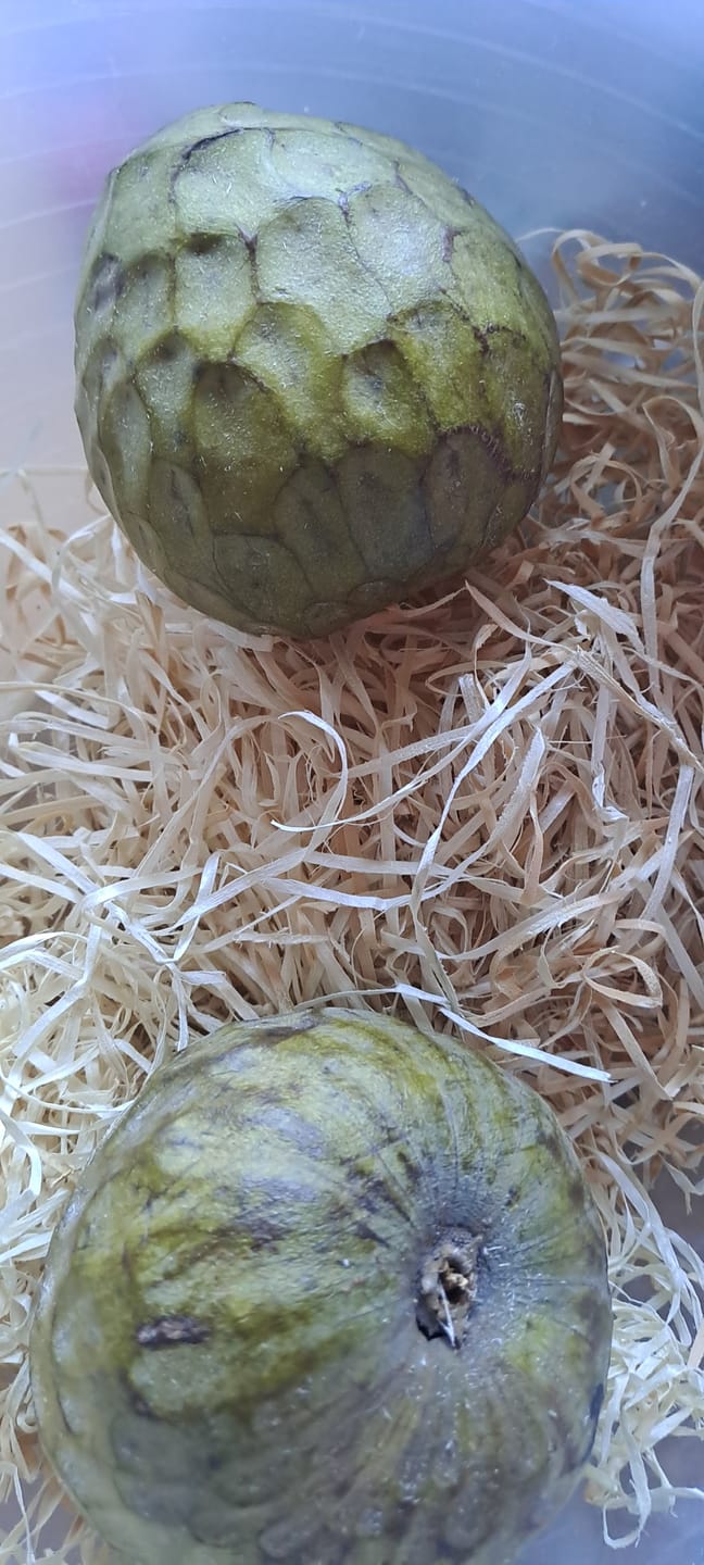 Customer photo review of Cherimoya Bio Hochernte-Retterbox Sonderaktion % 4kg