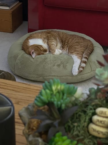 Customer photo review of Matcha Pudding Bed