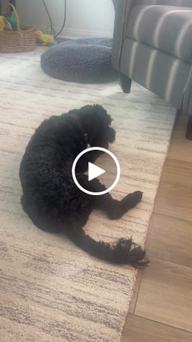 Customer video review of Blueberry Yak Chews