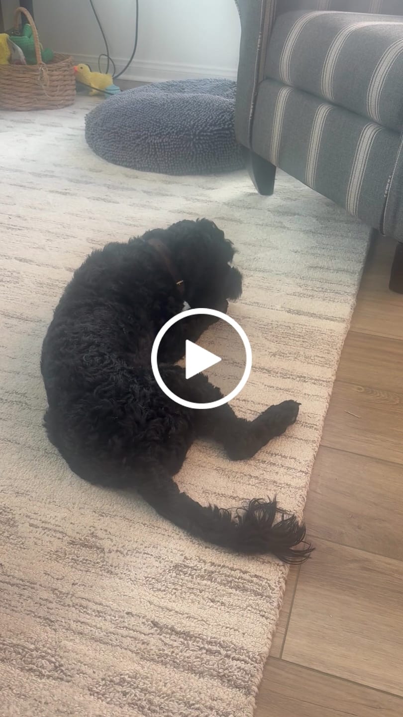 Customer video review of Blueberry Yak Chews