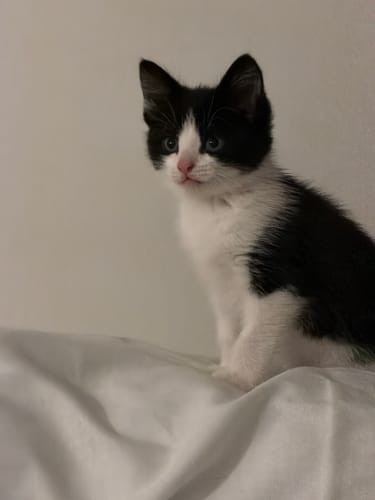 Customer photo review of 3 Month Supply - 1 Cat