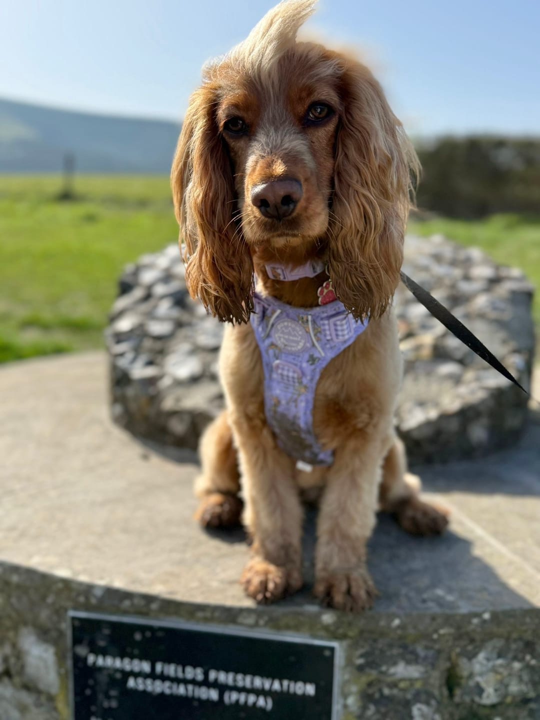 Customer photo review of Disney© Tough Trails™ Harness - Bambi + Friends Lilac