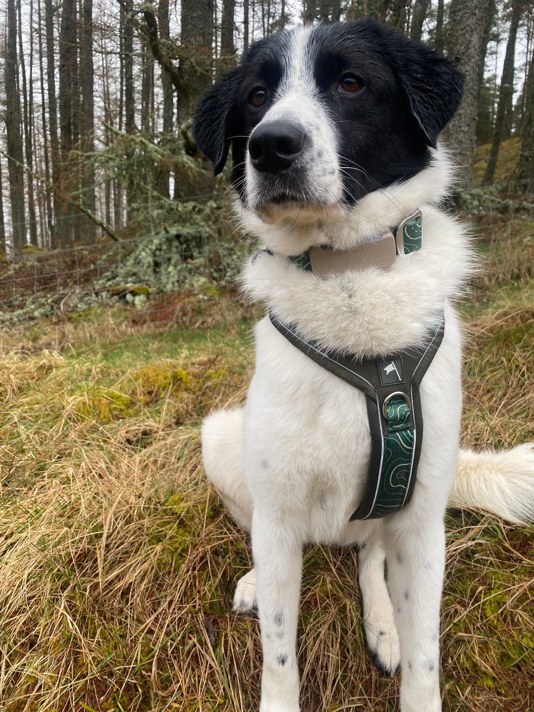 Customer photo review of Apex® Harness