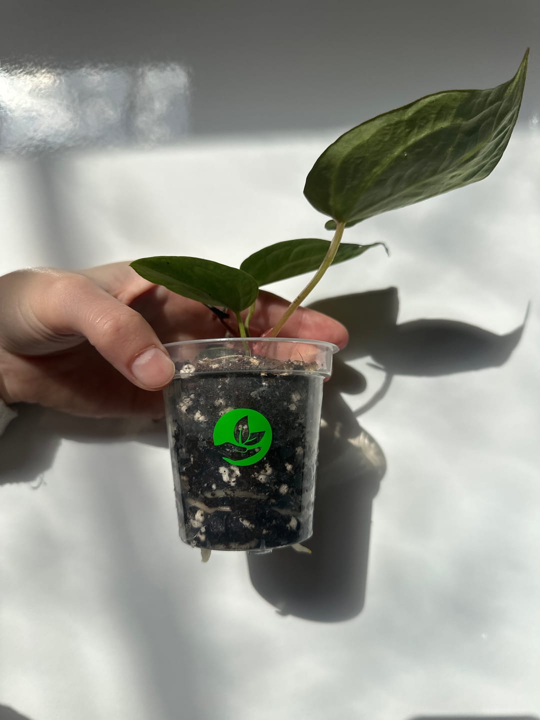 Customer photo review of Clear Orchid Plant Pots