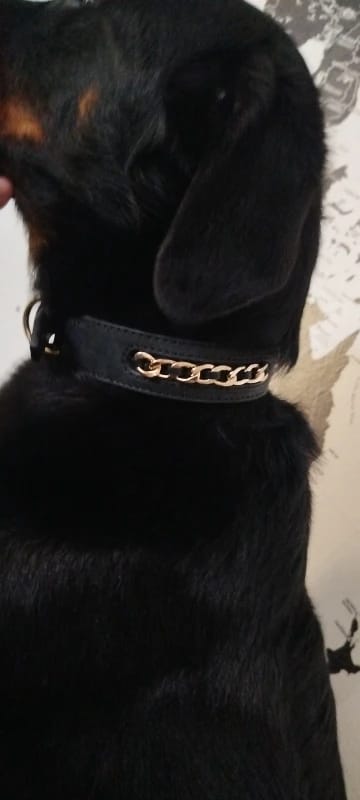 Customer photo review of Custom Leather Dog Collar with Personalized ID Tag Nameplate