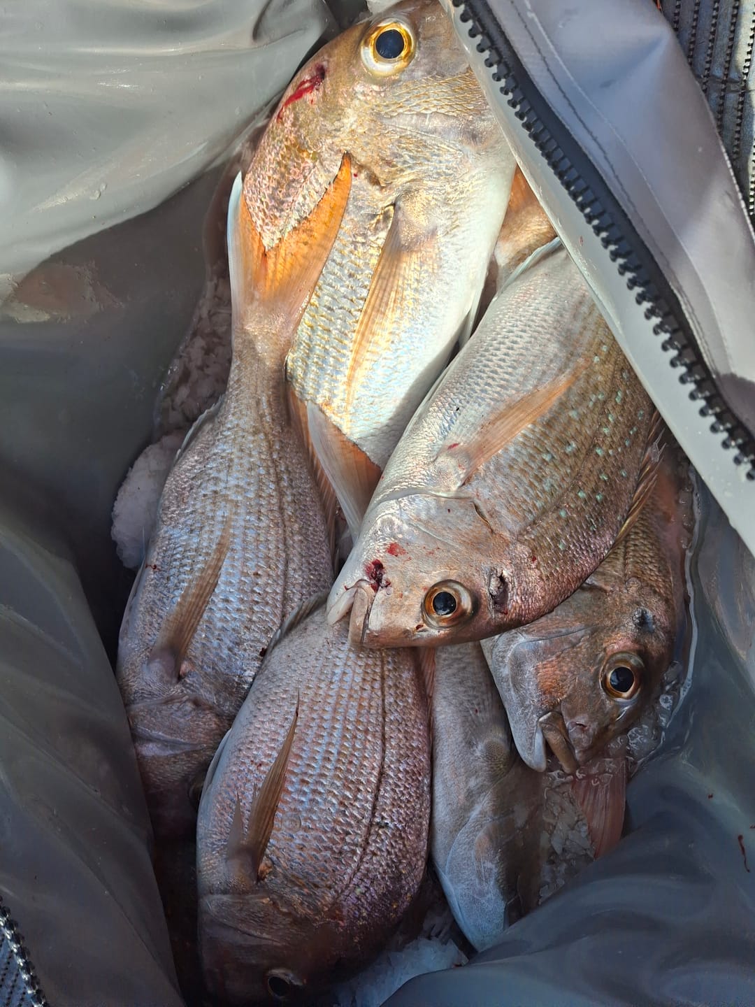 Customer photo review of Hutchwilco - Kai Cooler 700 Series Insulated Fish Catch Bag
