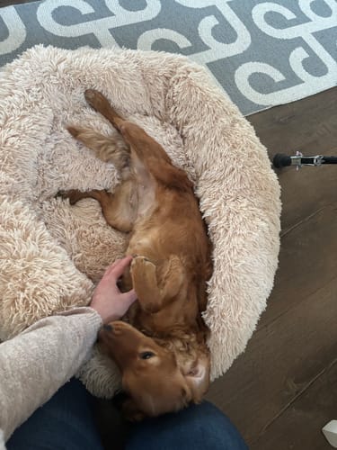 Customer photo review of CalmBed - Motverkar stress & hjälper mot ångest