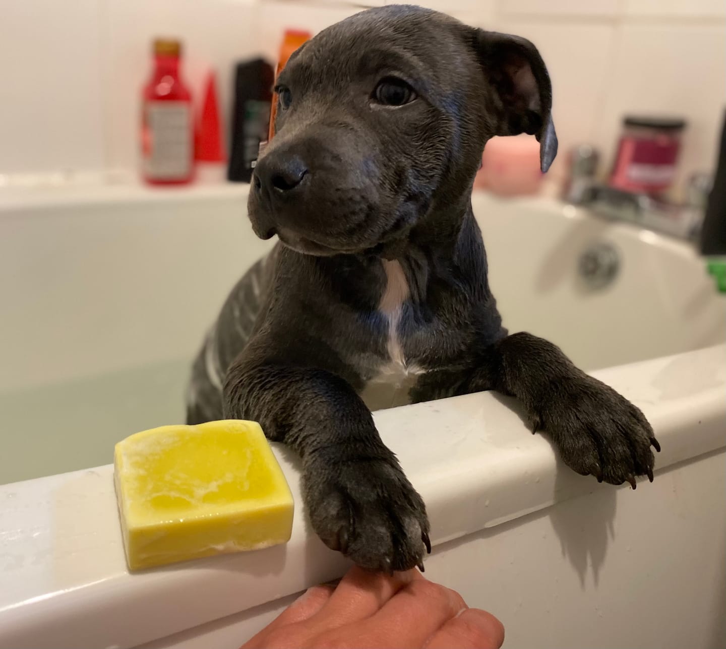 Customer photo review of Staffordshire Bull Terrier 1935® Shampoo & Soap Bar