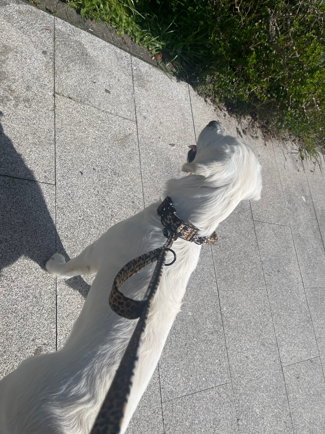 Customer photo review of Multileash Leopard - Multifunktionellt koppel