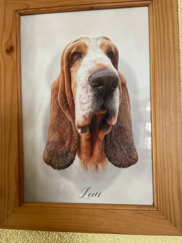 Customer photo review of Öl Pawtrait