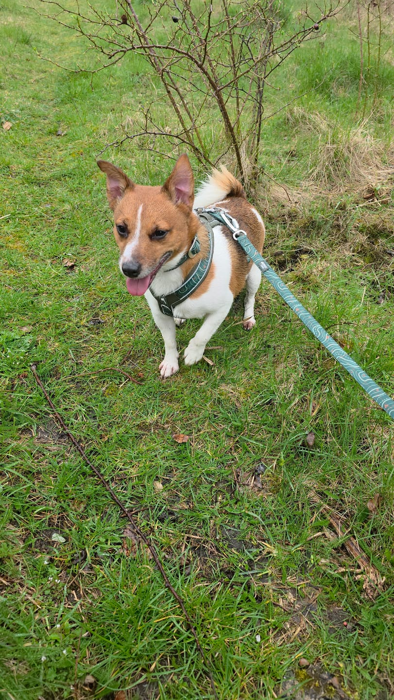 Customer photo review of Apex® Harness
