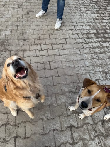 Kundenbewertung: Der Golden Retriever Freya sitzt glücklich mit einem Freund auf einem gepflasterten Weg.