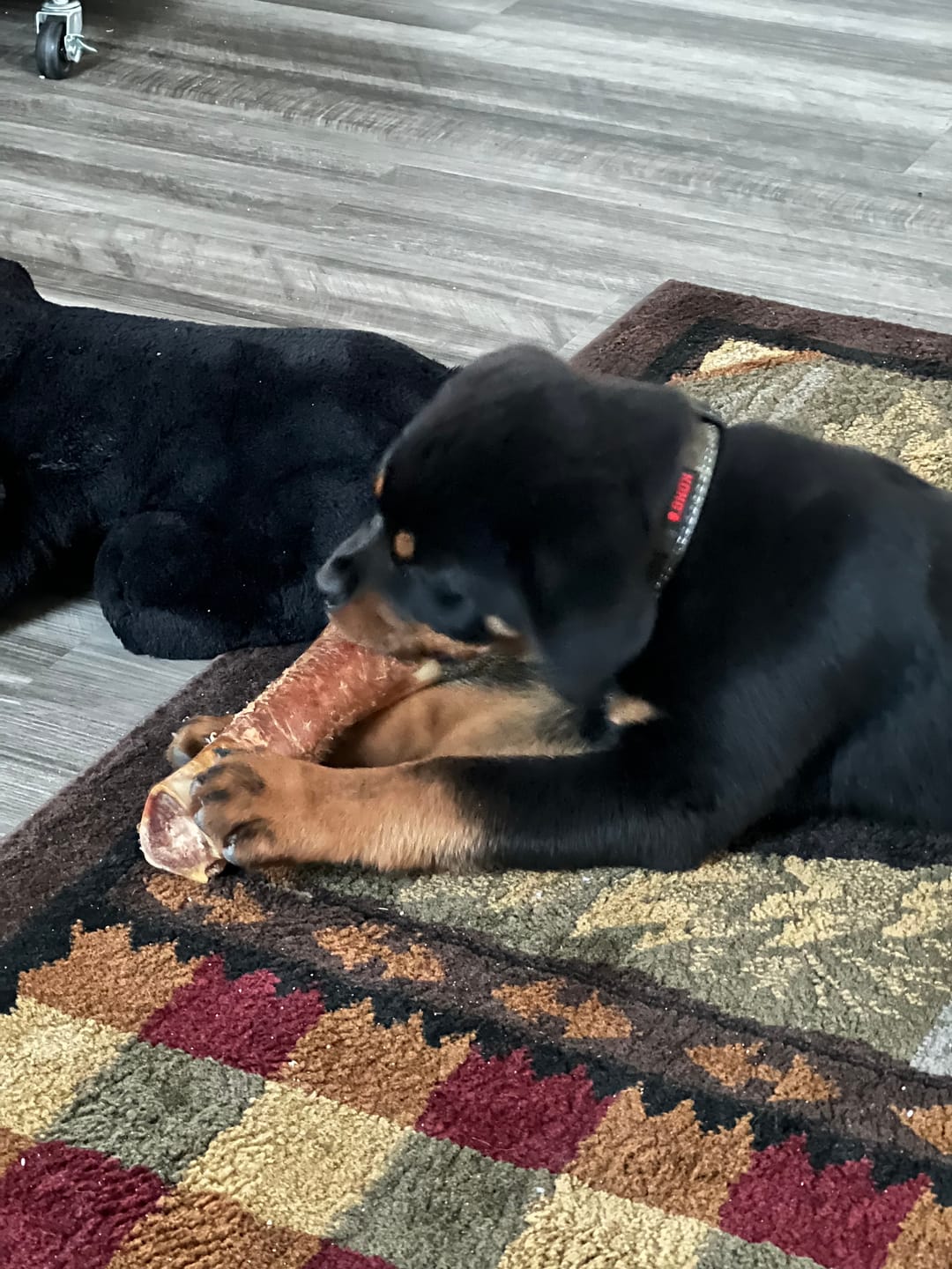 Customer photo review of Regular Bully Sticks