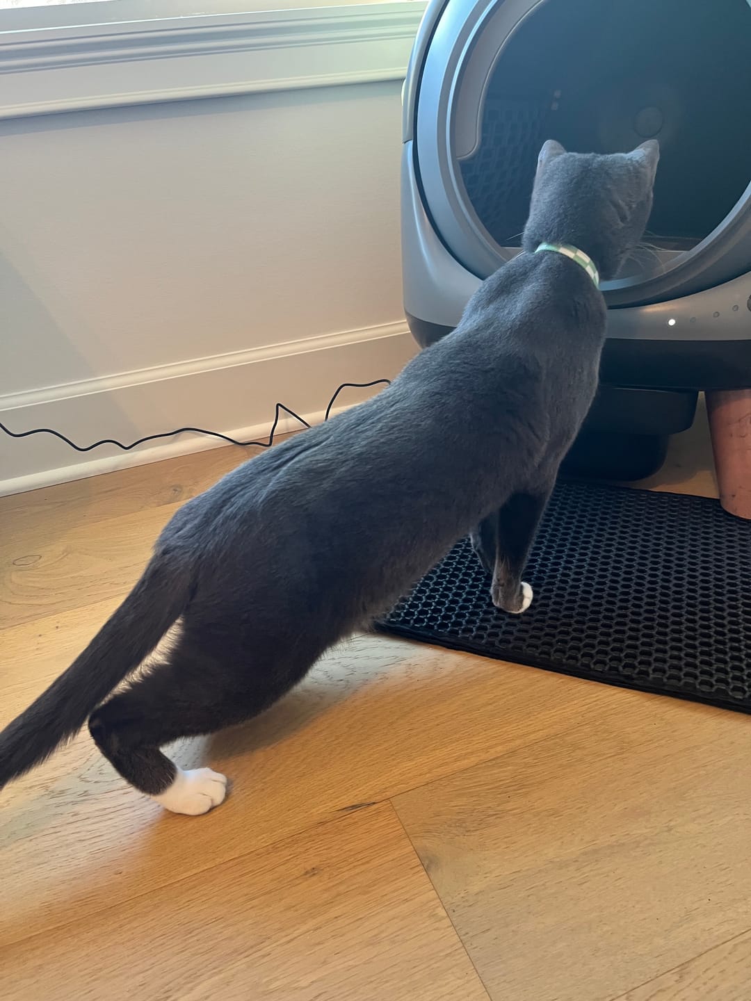 Customer photo review of [Women's Day Sale] Orbitie Automatic Cat Litter Box for Cats,Superior Odor Control & Whisper-Quiet