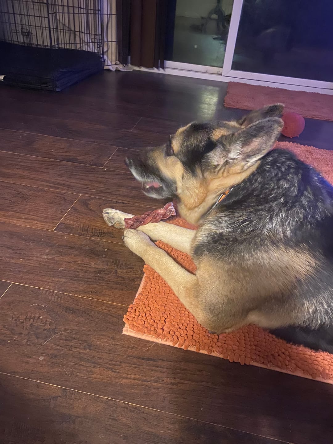 Customer photo review of 6 Inch Standard Braided Bully Stick