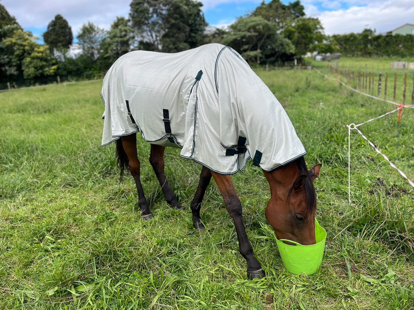 Customer photo review of NZ Tack Supa-Tuff Mesh Fly Combo