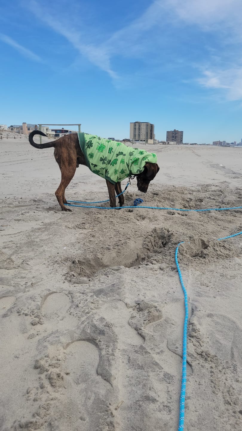 Customer photo review of St. Paddy's Dog Hoodies (Limited Edition)