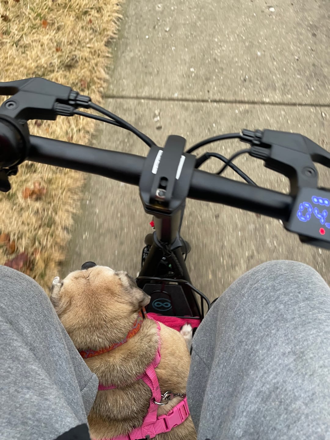 Customer photo review of Gyroor 800W Electric Scooter with Large Basket for Pets & Cargo