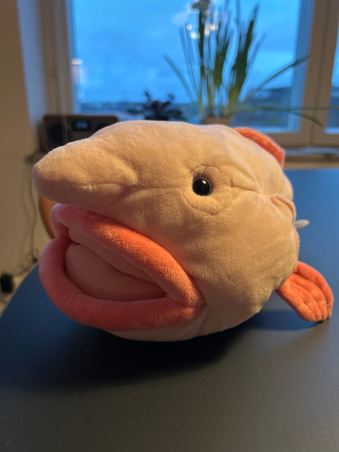 Customer photo review of Blobfish Soft Stuffed Plush Toy