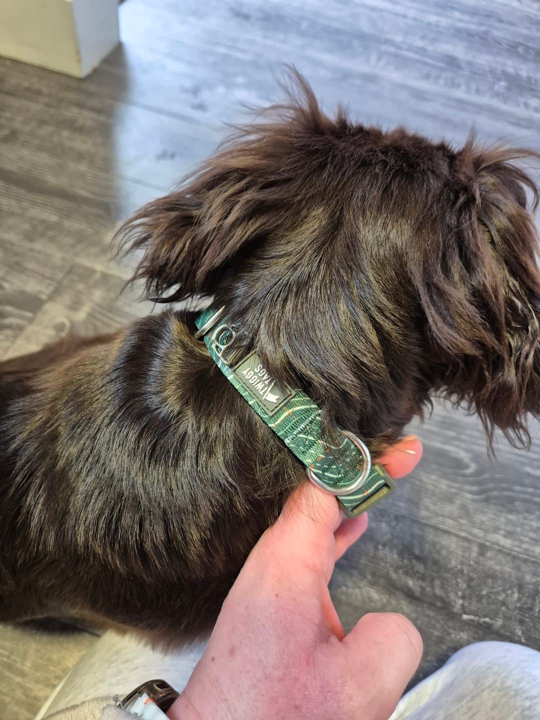 Customer photo review of Apex® Collar