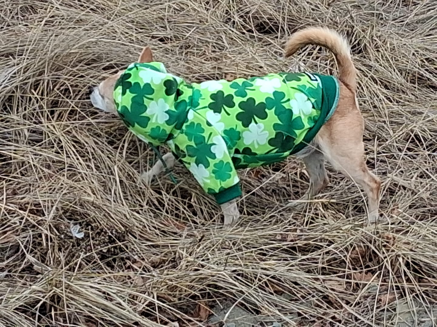 Customer photo review of St. Paddy's Human Hoodies (Limited Edition)