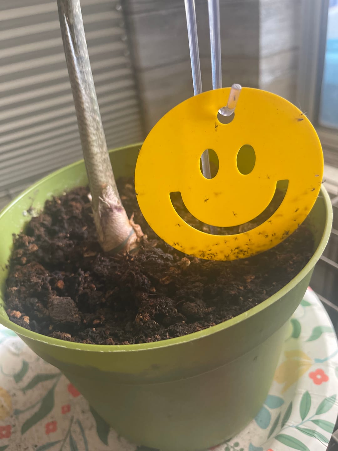 Customer photo review of Killer Smiles