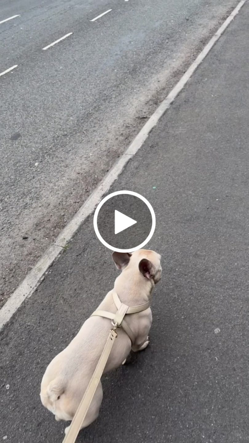 Customer video review of HARNESS - Cream