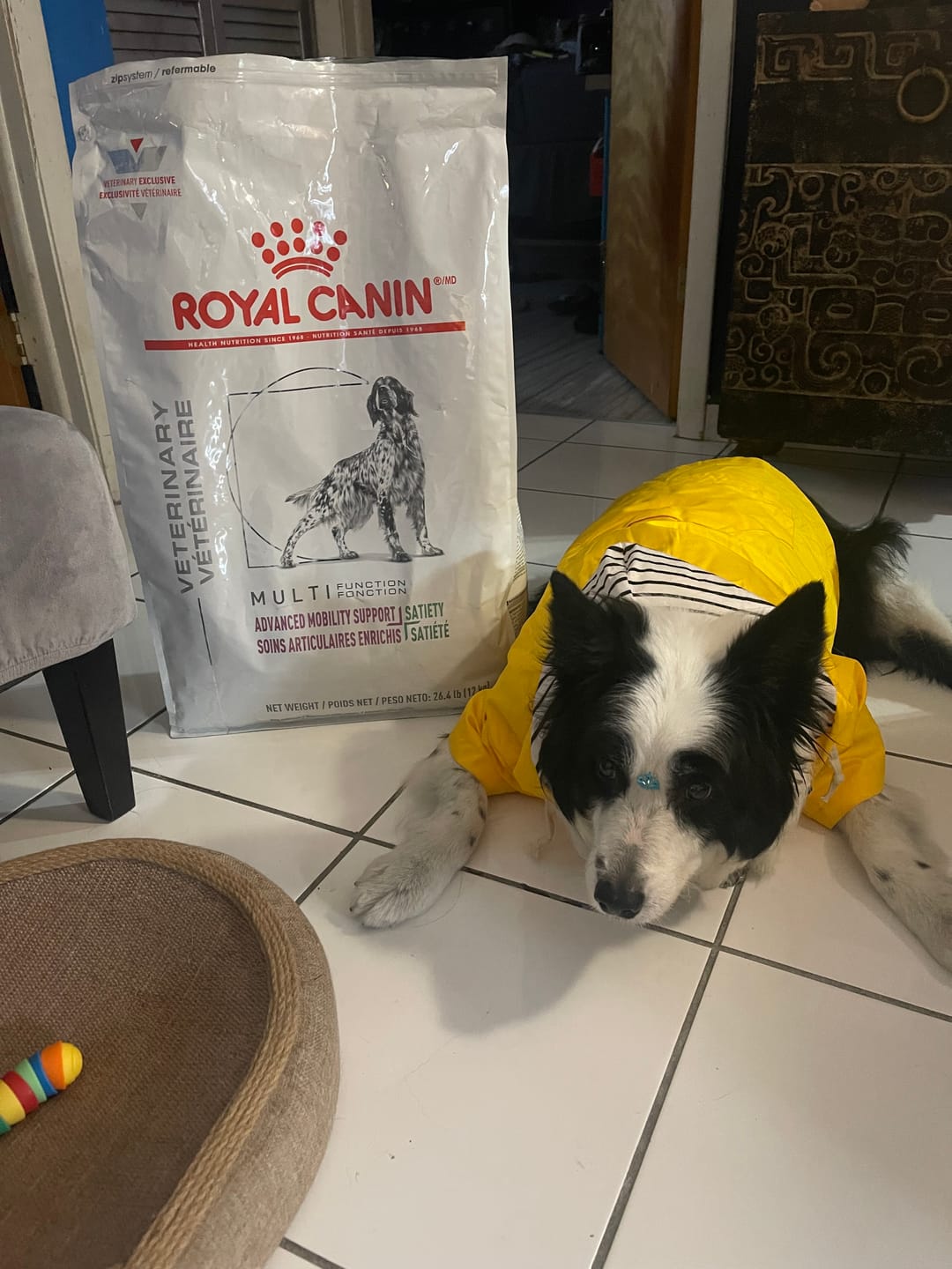 Customer photo review of Royal Canin Veterinary Diet - Advanced Mobility Support + Satiety by Royal Canin