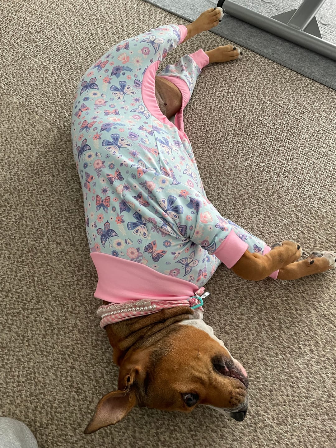 Customer photo review of Dog Pajama Prints