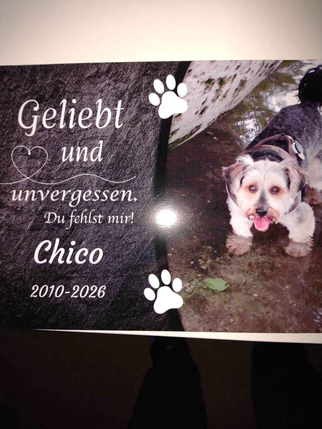 Customer photo review of Hunde Gedenktafel mit Foto & Spruch (UV- & Wetterfest)