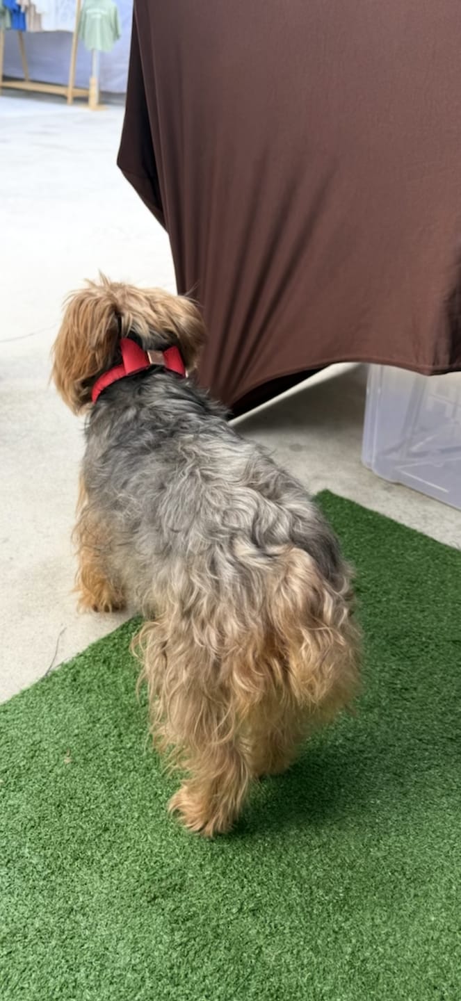 Customer photo review of Luxe Velvet Dog Collar