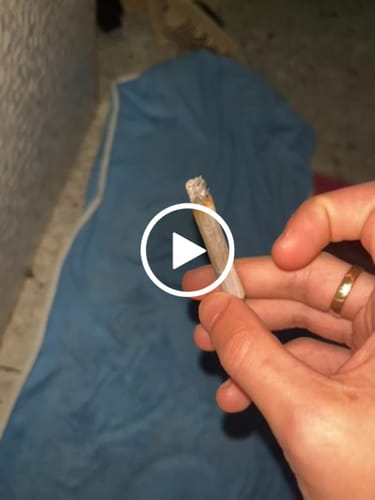 Customer video review of White Russian THCA Flower