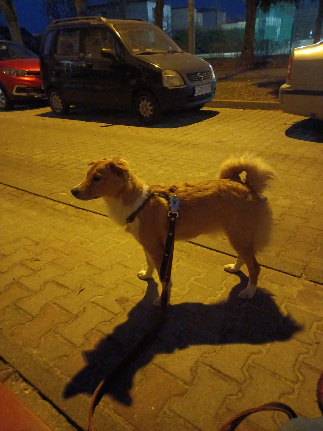 Customer photo review of Smycz dla psa z imieniem - Personal Leash