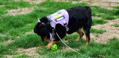 Customer's long-haired Rottweiler wearing the lavender Team K9 Tactical Harness while playing with a ball in a grassy field.