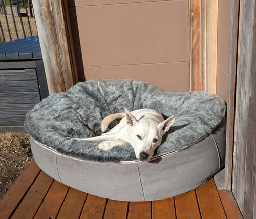 Customer photo review of Large Premium Dog Bed Cover