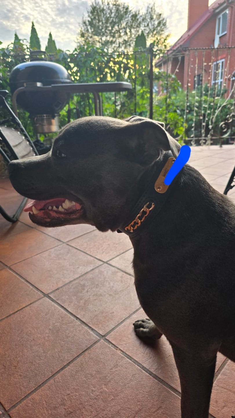 Customer photo review of Custom Leather Dog Collar with Personalized ID Tag Nameplate