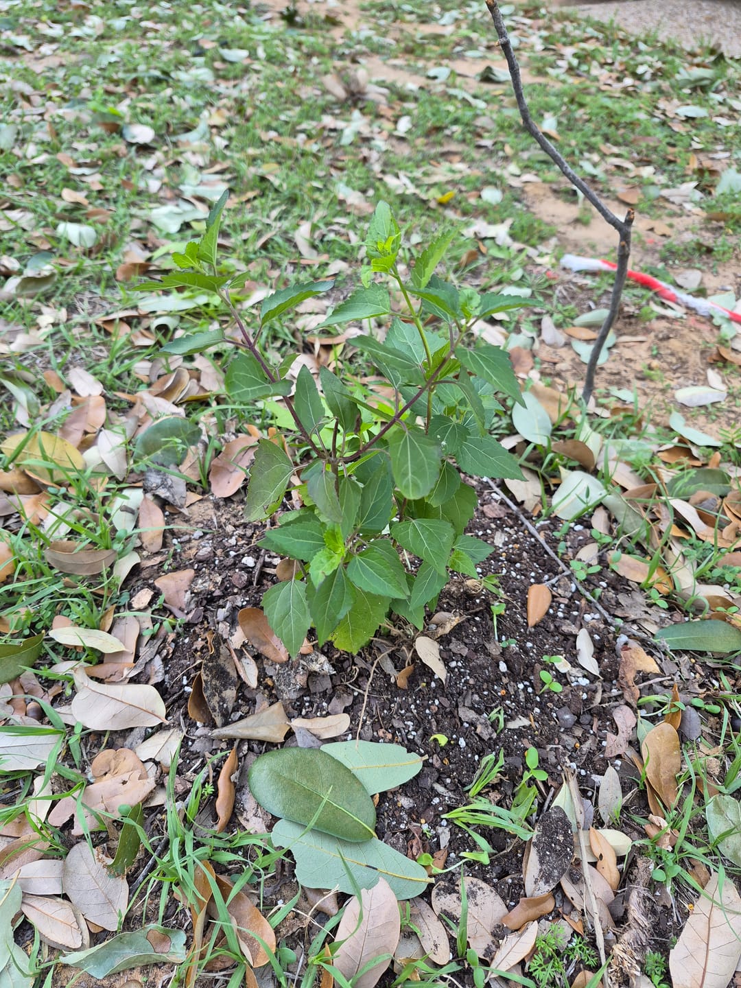 Customer photo review of Fragrant Mistflower