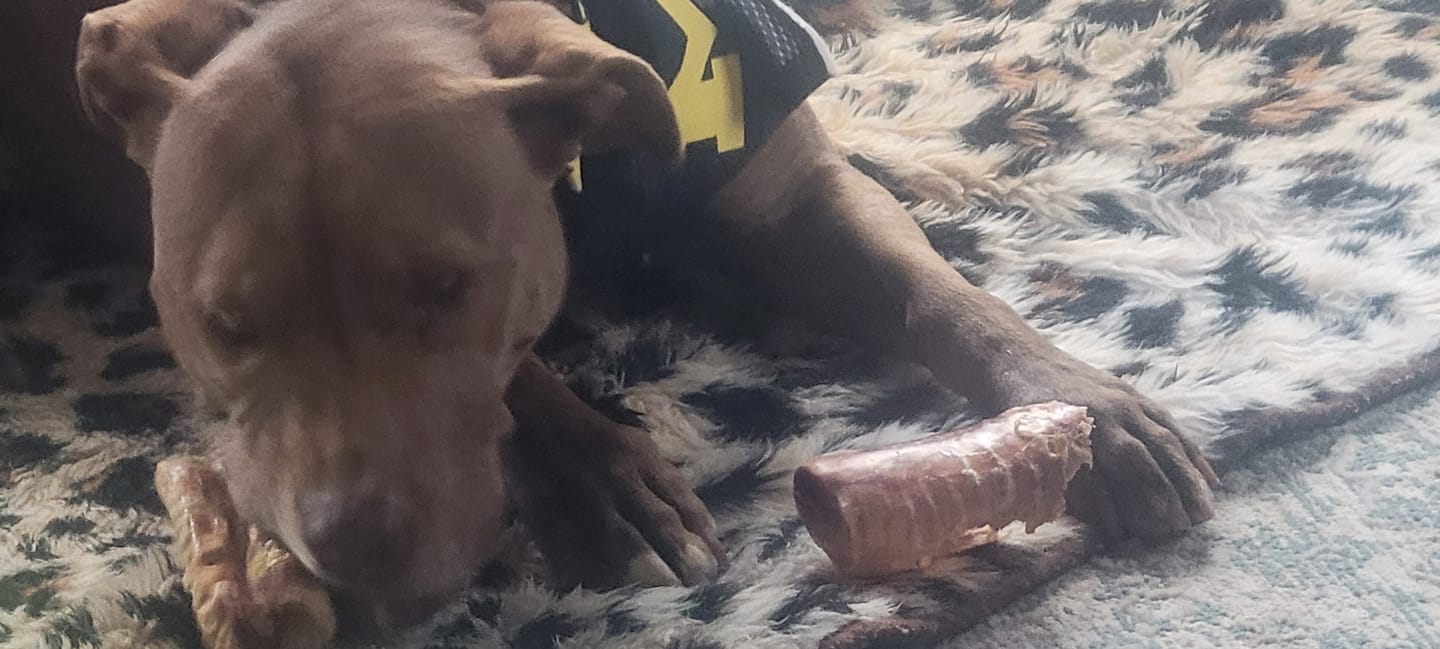 Customer photo review of 6 Inch Trachea Wrapped in Jerky