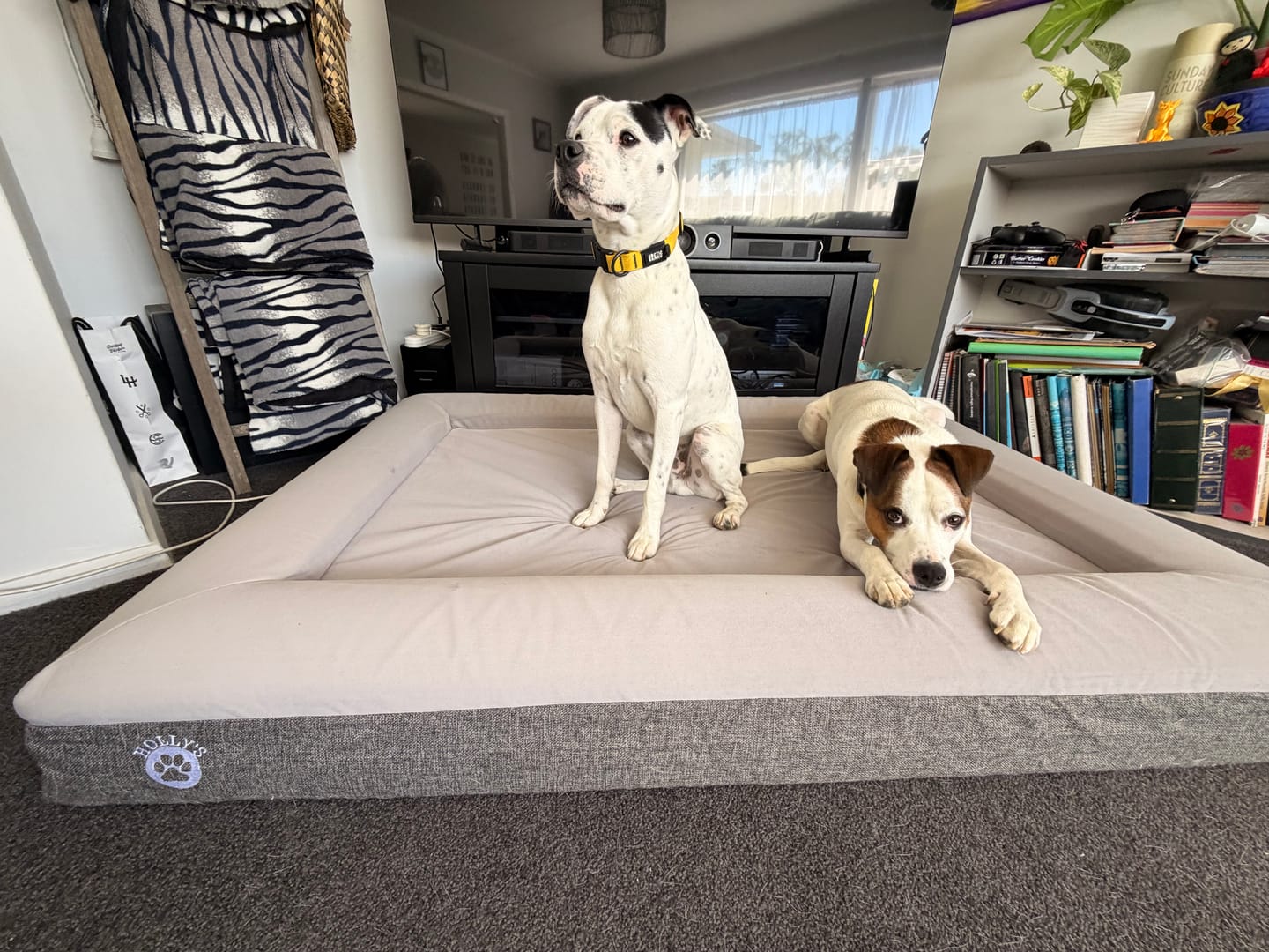 Customer photo review of Orthopaedic Memory Foam Bed