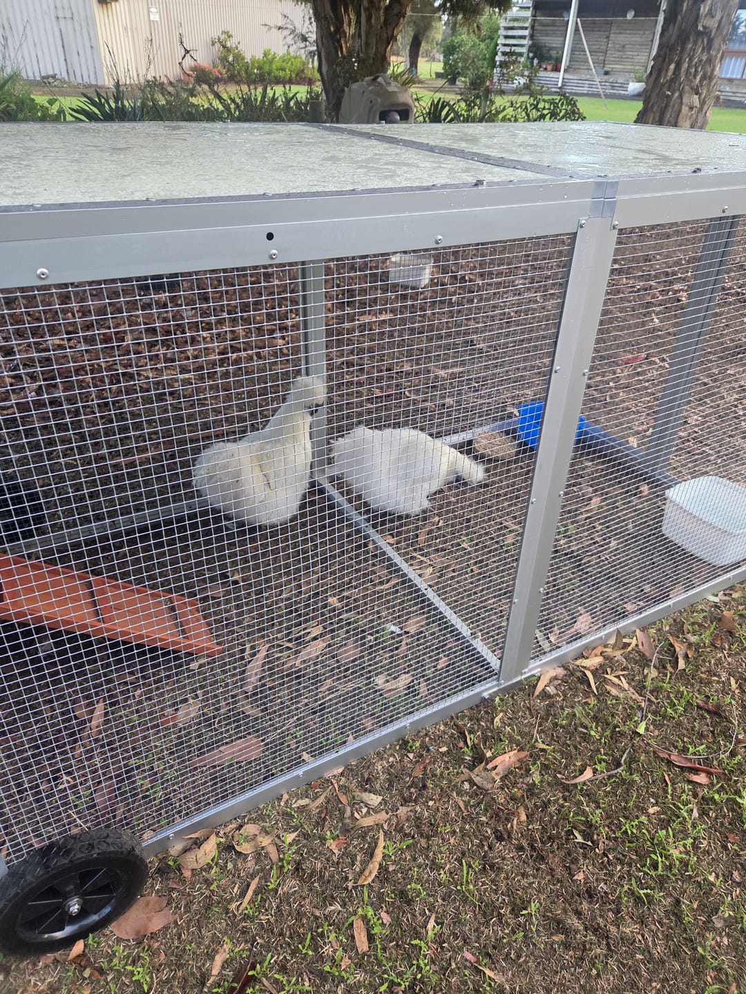 Customer photo review of Mobile Chicken Coop / Chicken Tractor