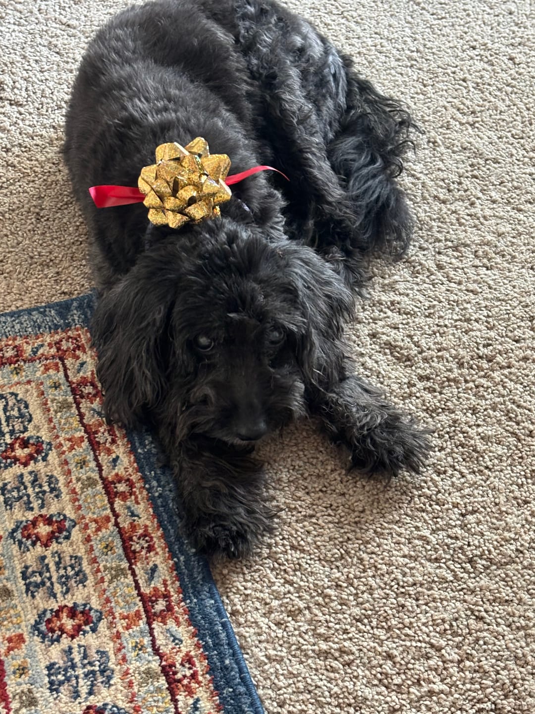 Customer photo review of CBD Pet Treats 100mg - Available in Multiple Flavors