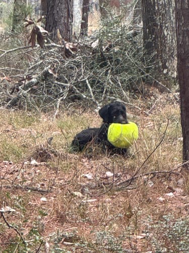 Customer's black dog lying in a wooded area with a heavily chewed yellow toy, demonstrating its strong jaw.